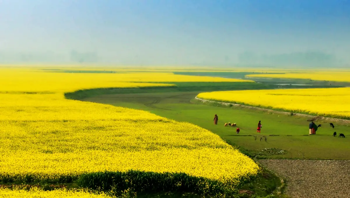 Yellow mustard field in bloom next to green fields