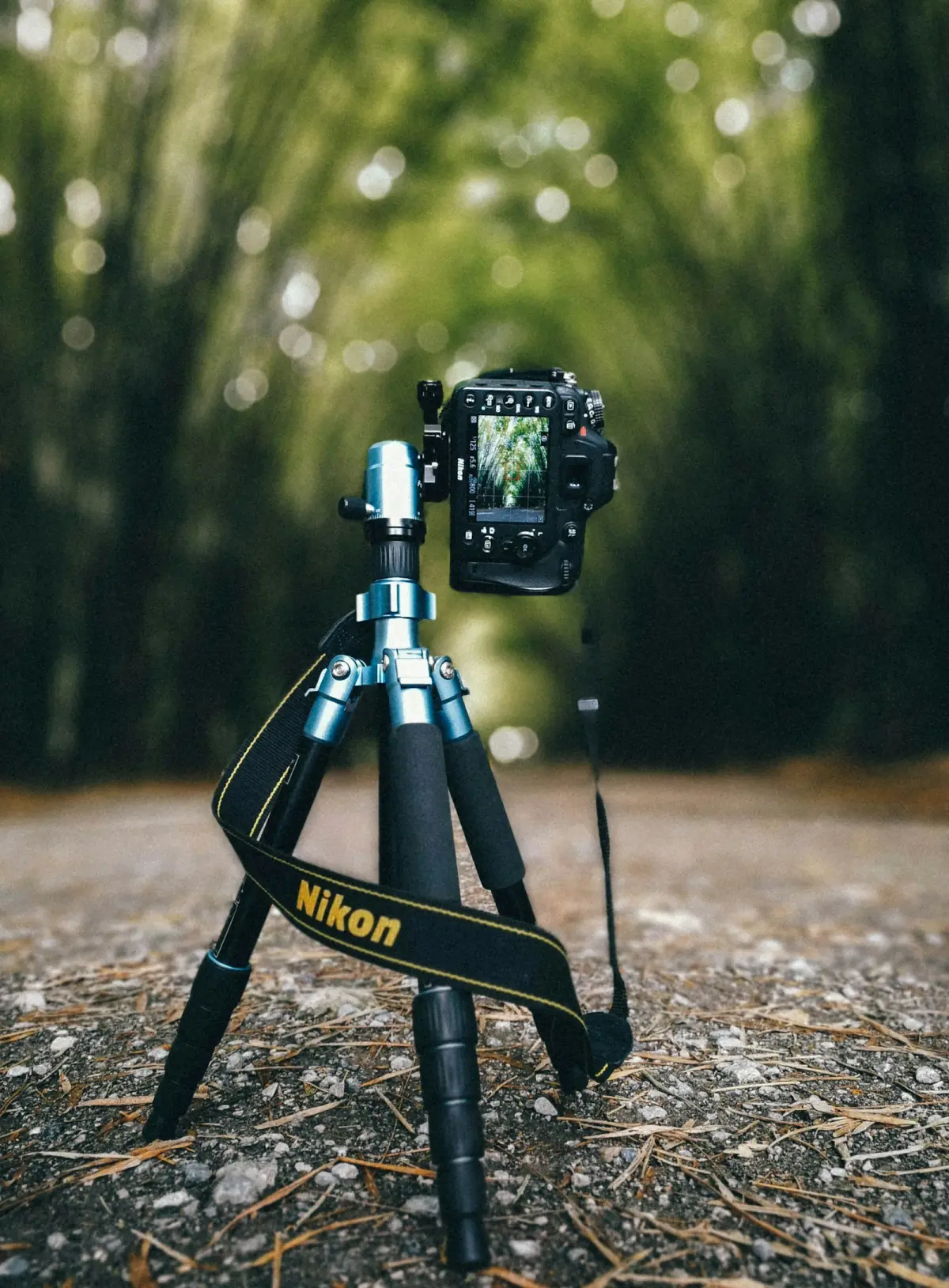 Smartphone mounted on a tripod in a forest